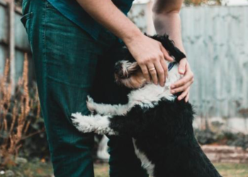 Sıcak Havalarda Evcil Bakımı