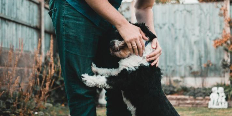 Sıcak Havalarda Evcil Bakımı