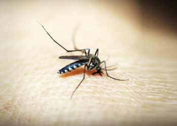 Sinekler Neden Bazılarını Daha Çok Isırır