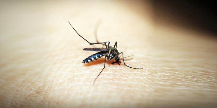 Sinekler Neden Bazılarını Daha Çok Isırır