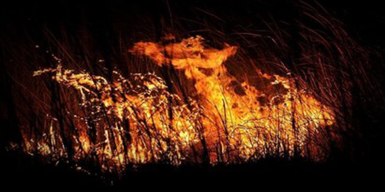 Kuş cenneti Göksu Deltası’nda yangın