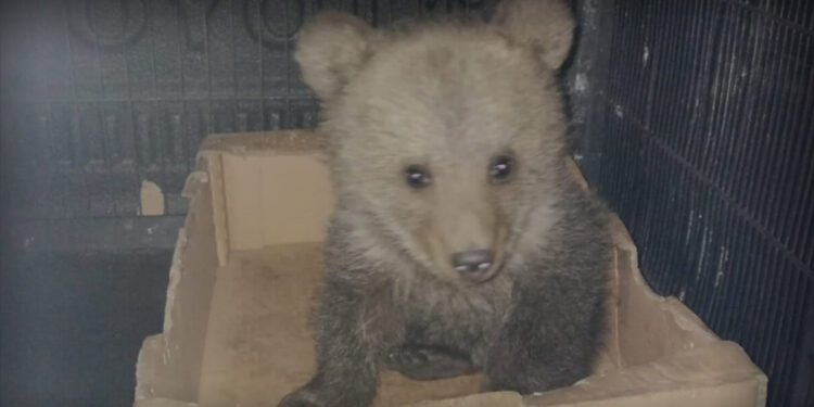 Gümüşhane’de yaşayan kadın ayı yavrusuna, bir gece evinde baktı