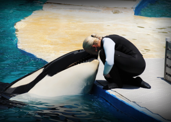 Orca lolita özgürlüğüne kavuşuyor