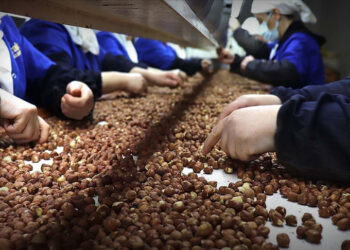 Türkiye, fındık ihracatında yaklaşık 1,2 milyar dolar gelir sağladı