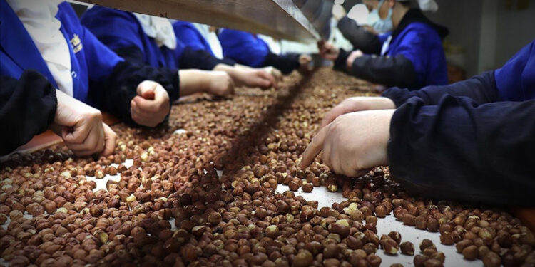 Türkiye, fındık ihracatında yaklaşık 1,2 milyar dolar gelir sağladı