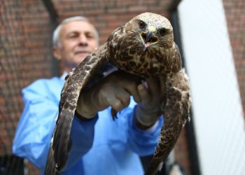 Bingöl’de Kanadına Diğer Bir Kuştan Kemik Nakledilen Şahin Uçtu