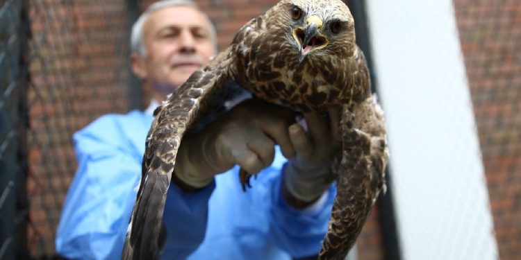 Bingöl’de Kanadına Diğer Bir Kuştan Kemik Nakledilen Şahin Uçtu