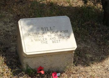 Çanakkale Savaşları’nda ismine mezar taşı olan tek savaş atı: ‘Bill’