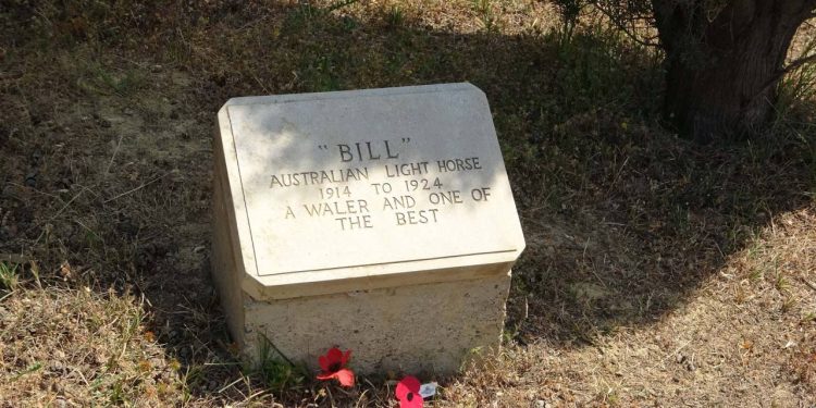 Çanakkale Savaşları’nda ismine mezar taşı olan tek savaş atı: ‘Bill’