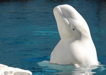 ‘Casus balina’ İsveç kıyılarında görüldü, Moskova yorum yapmadı