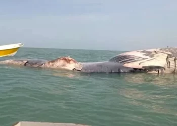 Dev meyyit balina kıyıya vurdu! Patlama riski nedeniyle halk bölgeye yaklaştırılmıyor