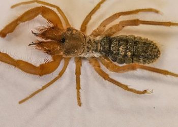 Hakkarili Örümcek Sarıkız, Cennet Cehennem Vadisi’nde Bulundu