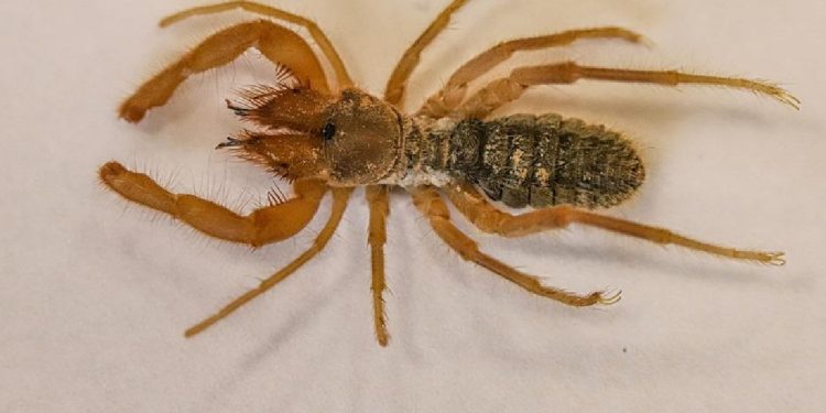 Hakkarili Örümcek Sarıkız, Cennet Cehennem Vadisi’nde Bulundu