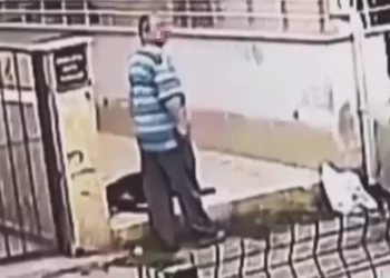 Hatay’da iğrenç olay: Sokak hayvanına cinsel istismar