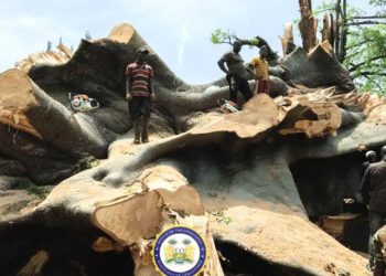 Kent etrafına kurulmuştu! 200 yaşında… Devasa ağaç fırtınaya direnemedi