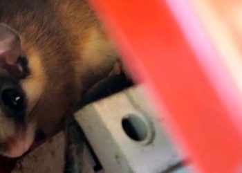 Kuşağı Tükenmek Üzereydi, Bolu’da Ortaya Çıktı