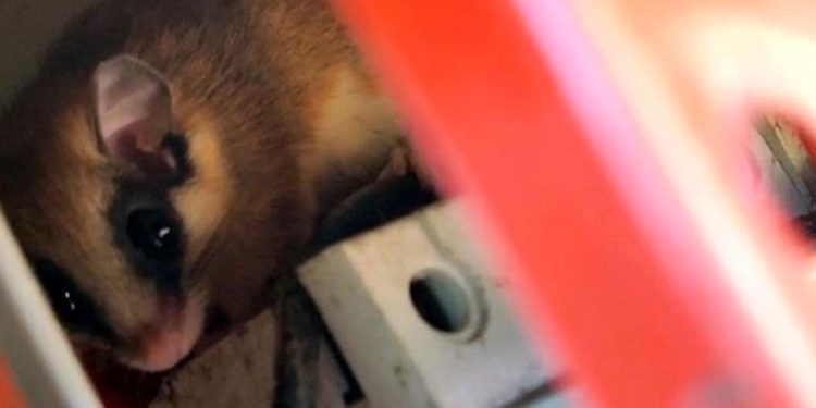 Kuşağı Tükenmek Üzereydi, Bolu’da Ortaya Çıktı