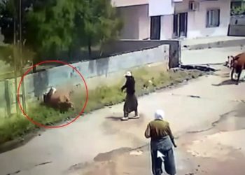 Mardin’de Elektrik Akımına Kapılan İnek Öldü, O Anlar Kamerada