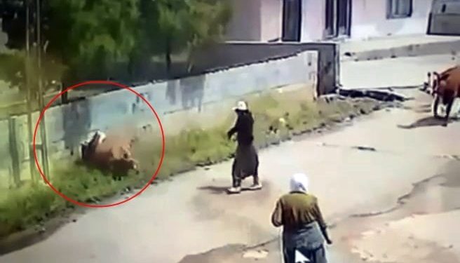Mardin’de Elektrik Akımına Kapılan İnek Öldü, O Anlar Kamerada