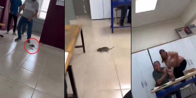 Oy kullanırken salonda fareyi görünce sıraların üzerine çıktılar! İşte o anlar…