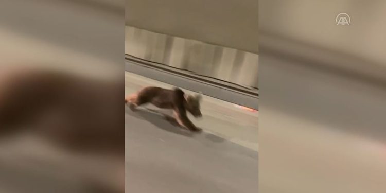 Rize’de tünelde bir ayı koşarken görüntülendi