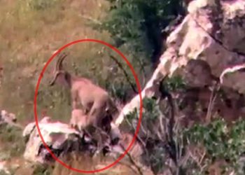 Yaban Keçisi, Yavrularını Emzirirken Görüntülendi