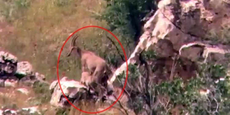 Yaban Keçisi, Yavrularını Emzirirken Görüntülendi