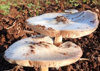 1 Meyyit 3 Ağır Bakım! Sebebi Mantar!