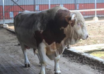 1.4 tonluk boğa Kral alıcısını bekliyor