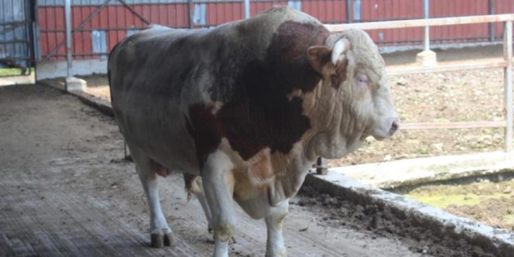 1.4 tonluk boğa Kral alıcısını bekliyor