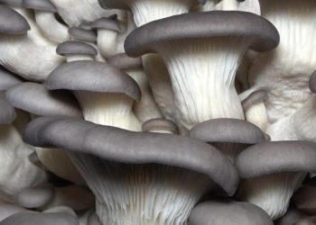 3 mühendis arkadaş birlikte üretiyor! Kilosu 70 liradan satılıyor