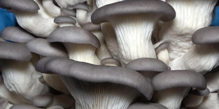 3 mühendis arkadaş birlikte üretiyor! Kilosu 70 liradan satılıyor