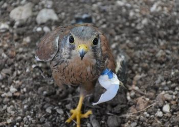 650 keklik tabiata bırakıldı