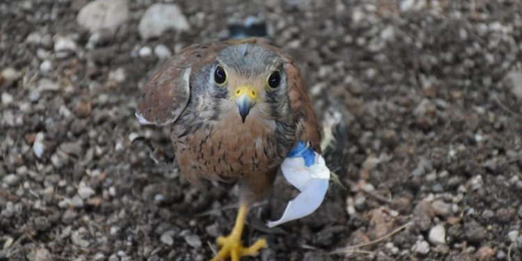 650 keklik tabiata bırakıldı