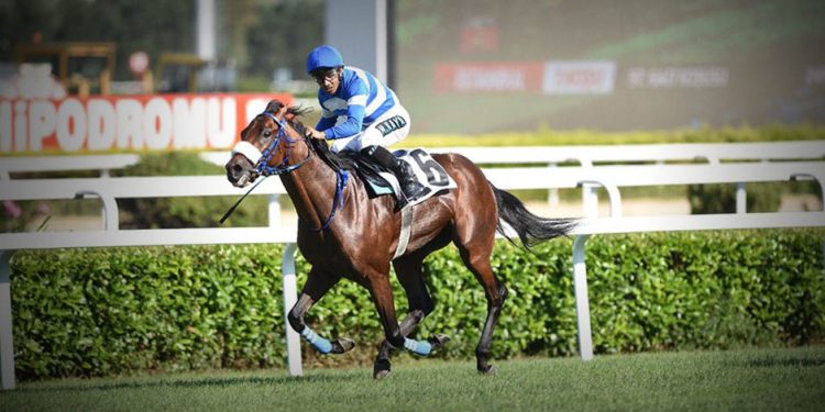 97. Gazi Koşusu’nu Urfa Aslanı kazandı