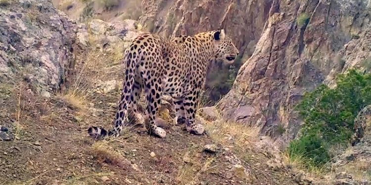 Anadolu leoparı fotokapana yakalandı