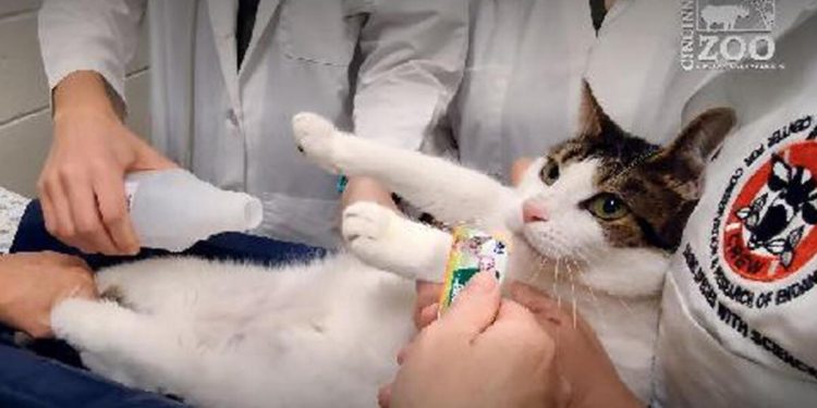 ABD’li bilim insanlarından kedilere ameliyatsız kısırlaştırma