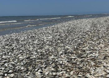 ABD’nin güneyinde binlerce meyyit balık kıyıya vurdu