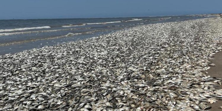 ABD’nin güneyinde binlerce meyyit balık kıyıya vurdu