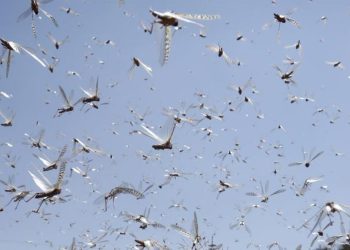 Afganistan’da çekirge istilası