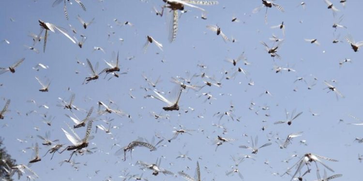 Afganistan’da çekirge istilası