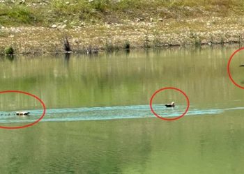 Angut kuşu ve 10 yavrusu tabiata bırakıldı