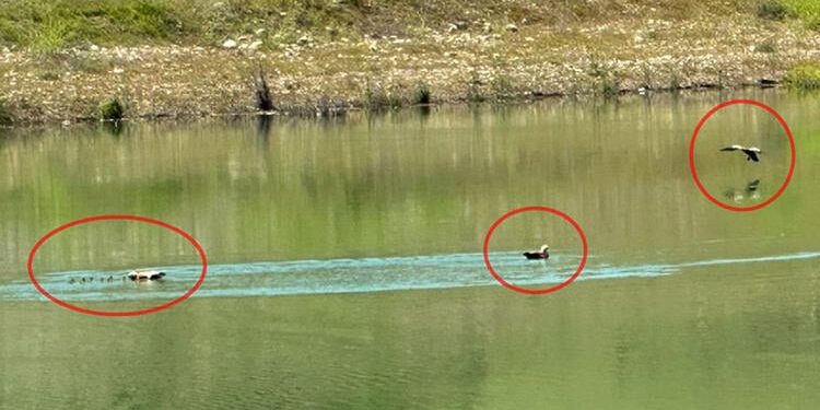 Angut kuşu ve 10 yavrusu tabiata bırakıldı