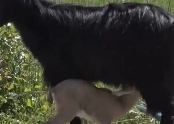 Askerlerin bulduğu yavru keçiye Halep keçisi bakıyor