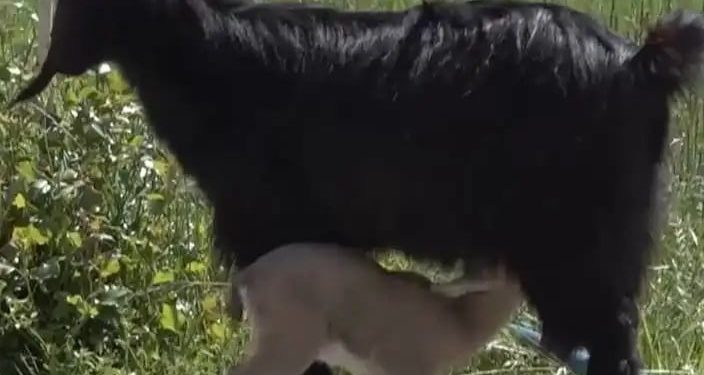 Askerlerin bulduğu yavru keçiye Halep keçisi bakıyor