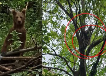 Bahçesine giren bozayıya ‘Fasulye de ye’ diye seslendi