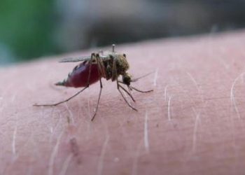 Belize, 70 yıllık uğraşın akabinde DSÖ tarafından sıtmadan arınmış olarak onaylandı