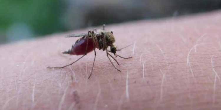 Belize, 70 yıllık uğraşın akabinde DSÖ tarafından sıtmadan arınmış olarak onaylandı