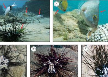 Birinci Kaş kıyılarında görüldü, tüm Doğu Akdeniz’i işgal etti! Kitlesel vefatlar başladı, 1000 km’den fazla alana yayılmış
