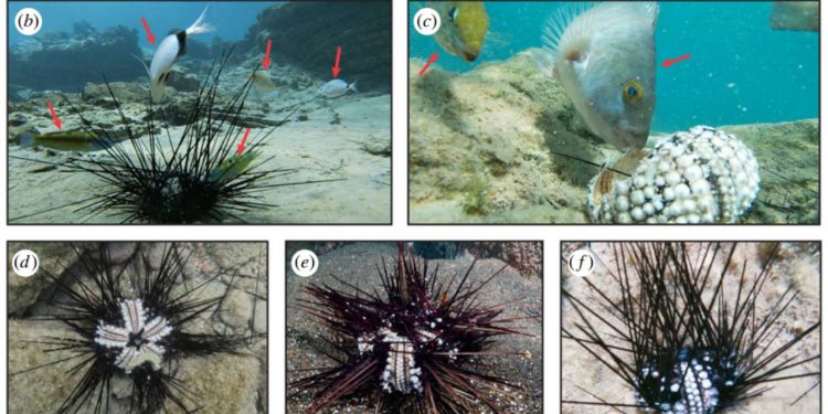 Birinci Kaş kıyılarında görüldü, tüm Doğu Akdeniz’i işgal etti! Kitlesel vefatlar başladı, 1000 km’den fazla alana yayılmış